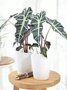 Alocasia - Elefantenohr