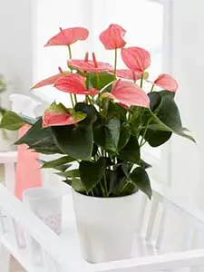 Anthurium - Flamingoblume