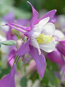 Aquilegia