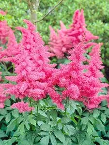 Astilbe - Prachtspiere