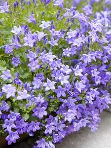Campanula - Glockenblumen