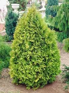 Zypresse Chamaecyparis