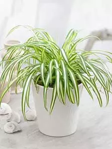 Chlorophytum - Grünlilie