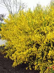 Ginster - Cytisus