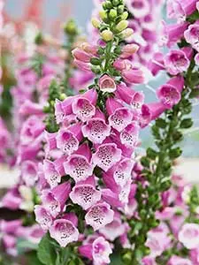 Digitalis - Fingerhut