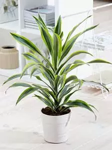 Dracena - Drachenbaum