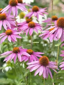 Echinacea - Sonnenhut