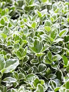 Spindelstrauch - Euonymus