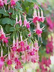 Fuchsia