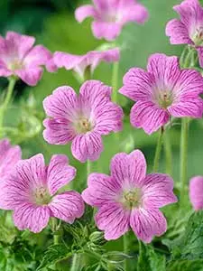 Geranium - Storchschnabel