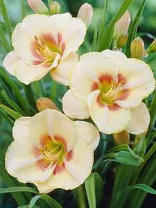 Hemerocallis - Taglilien