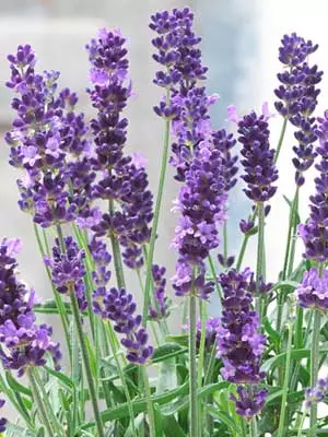 Lavendel