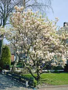 Magnolien Bäume