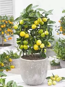 Mini Obstbaume