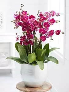 Orchideen