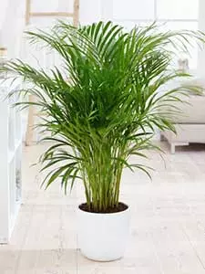 Palme