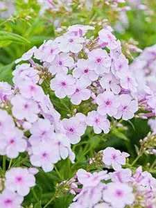 Phlox - flammenblumen