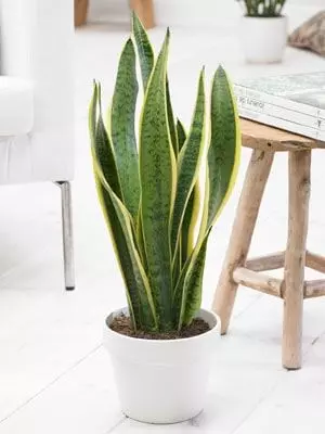 Sanseveria - Bogenhanf