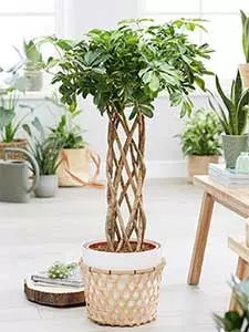 Schefflera - Strahlenaralie