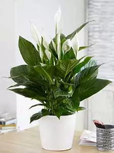 Einblatt - Spathiphyllum