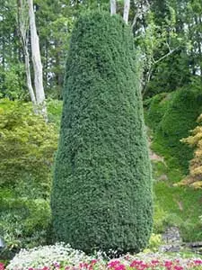 Eibe Taxus