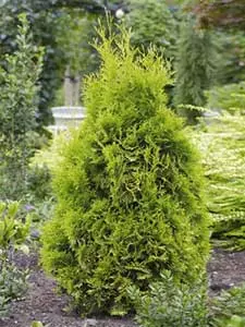 Thuja