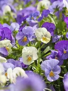 Viola Pansy