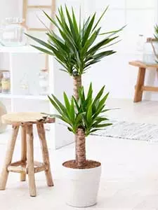 Yucca Palme