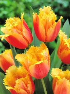 Fransen Tulpen