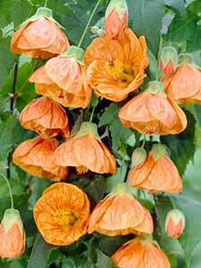 Schönmalve Abutilon