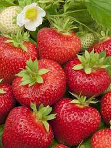 Obstbäume & Beerensträucher