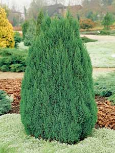 Wacholder Juniperus