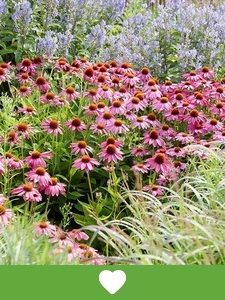 Topseller Gartenpflanzen