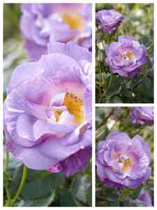 Blaue Rosen