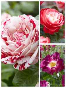 Zweifarbige Rosen