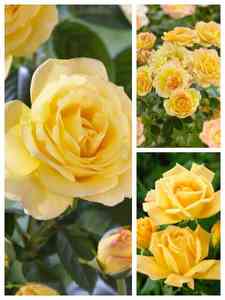 Gelbe Rosen