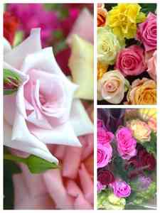 Rosen Mischungen