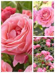 Rosa Rosen