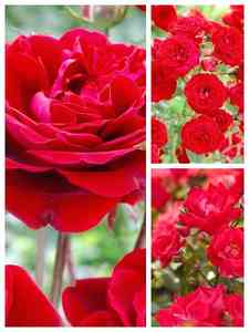 Rote Rosen