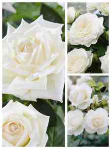 Weisse Rosen