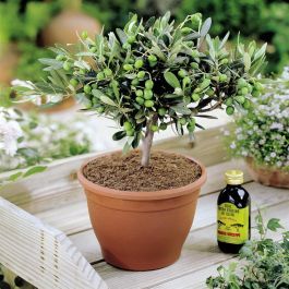 sansevieria geflochten SANSEVIERIA CYLINDRICA STRAIGH online kaufen bei potflourri