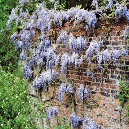 Glyzinie  Wisteria sinensis 'Blue Rain