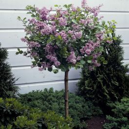mineralischer dnger rasen 20 kg VERDURMAX Premium Herbst Rasendnger Hfer Chemie GmbH