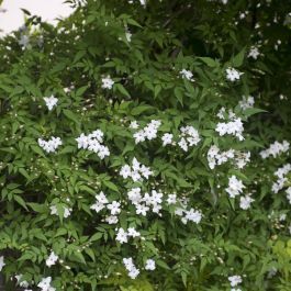 Jasmin  winterharter Jasmin fr Ihren Garten