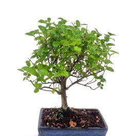 arborescens efeu Strauch-Efeu kaufen | Hedera helix 'Arborescens' main image 0