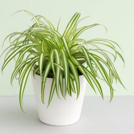 monstera adansonii gro Monstera Monkey Leaf