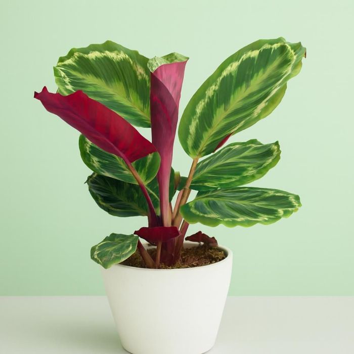 Korbmarante Calathea Medallion gnstig kaufen - Meingartenshop.de