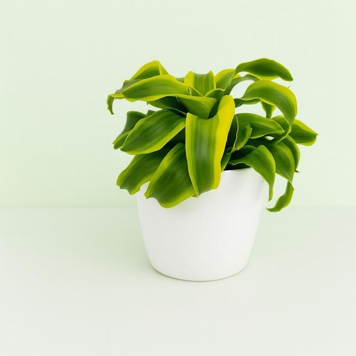 Dracaena 'Lemon Lime Twist'  Zimmerpflanze