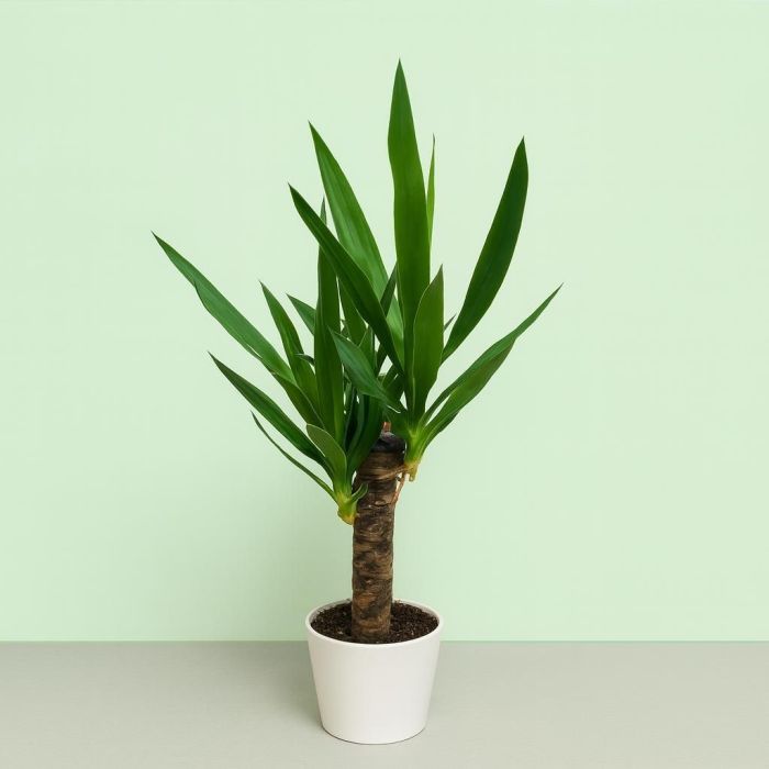 Yucca Palme  robuster Zimmerpflanze fr Ihr Zuhause