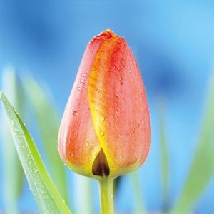 Tulpen Apeldoorn x 10